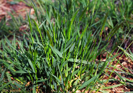 image of Anthoxanthum odoratum, Sweet Vernal Grass