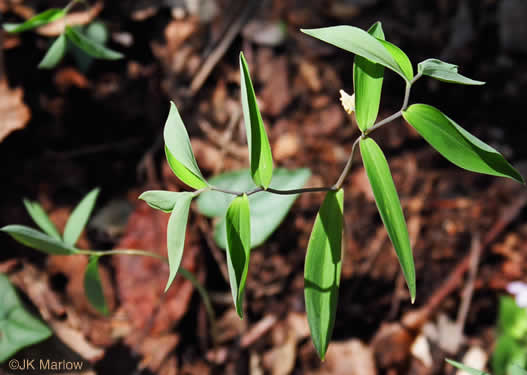 image of Uvularia sessilifolia, Wild-oats, Sessile-leaf Bellwort, Straw-lily
