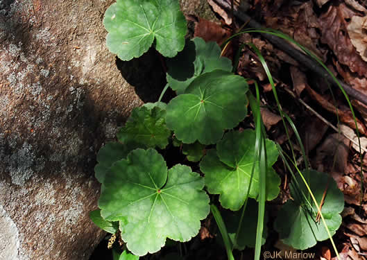 Heuchera parviflora var. parviflora, Littleflower Alumroot, Cave Alumroot, Cumberland Grotto Alumroot, Small-flower Alumroot