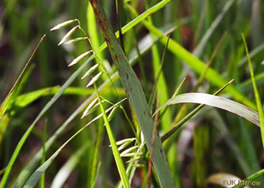 image of Melica mutica, Two-flower Melicgrass