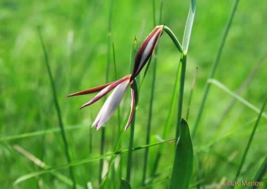 image of Cleistesiopsis divaricata, Rosebud Orchid, Large Spreading Pogonia