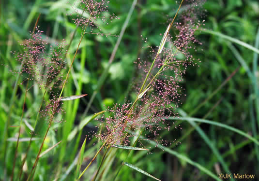 image of Dichanthelium longiligulatum, Long-ligule Witchgrass, Coastal Plain Witchgrass