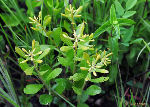 image of Morella pumila, Dwarf Wax-myrtle, Dwarf Bayberry