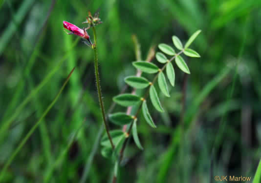 Tephrosia hispidula, Sprawling Hoary-pea