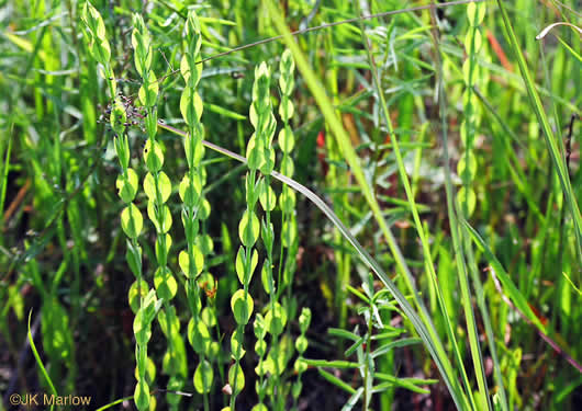 image of Hypericum denticulatum, Coppery St. Johnswort