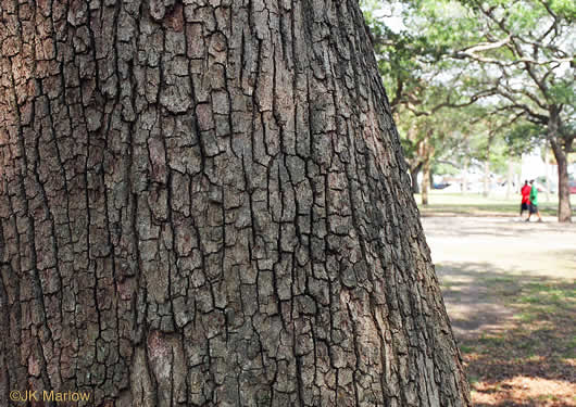 image of Quercus virginiana, Live Oak
