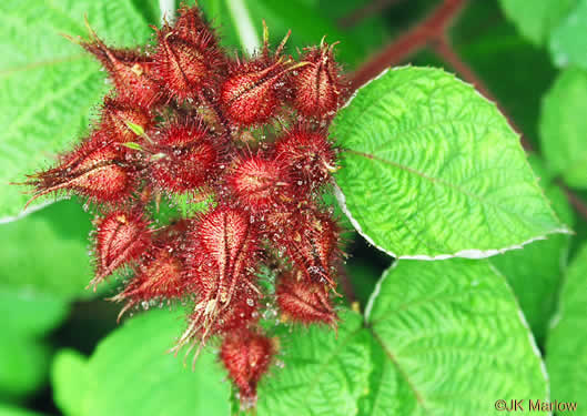 image of Rubus phoenicolasius, Wineberry, Wine Raspberry