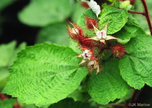 image of Rubus phoenicolasius, Wineberry