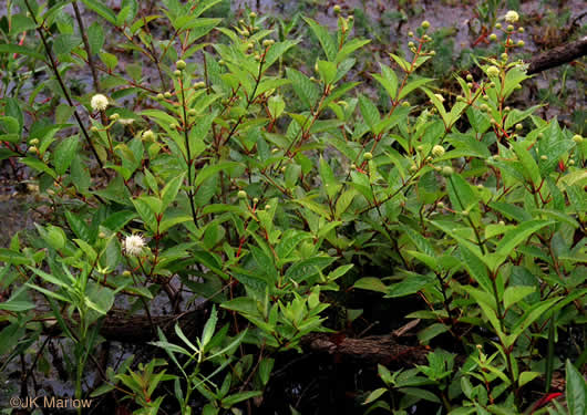 Cephalanthus occidentalis, Buttonbush