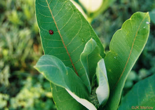 image of Asclepias syriaca, Common Milkweed