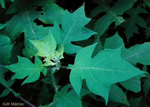 image of Polymnia canadensis, Small-flowered Leafcup, White-flowered Leafcup