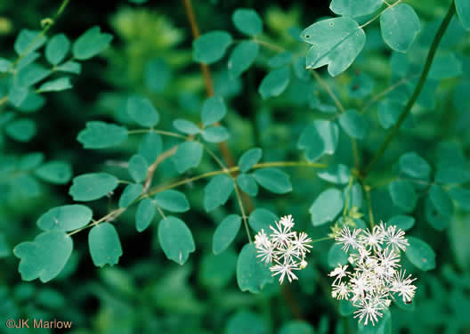 image of Thalictrum pubescens, Common Tall Meadowrue, King-of-the-meadow, Late Meadowrue
