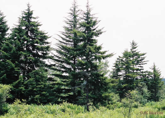 Picea rubens, Red Spruce, He Balsam