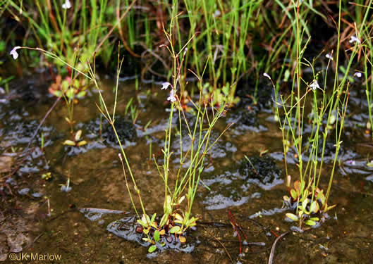 image of Lindernia monticola, Flatrock Pimpernel, Riverbank Pimpernel, False Pimpernel, Piedmont False-pimpernel