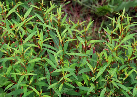image of Ludwigia alternifolia, Alternate-leaf Seedbox, Bushy Seedbox