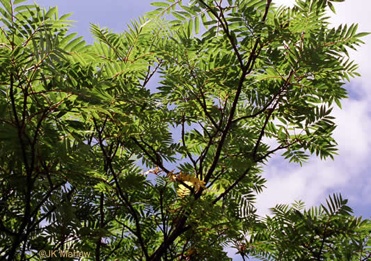 image of Sorbus americana, Mountain-ash, American Mountain-ash, American Rowan