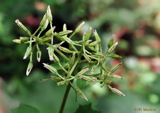 image of Arnoglossum reniforme, Great Indian Plantain