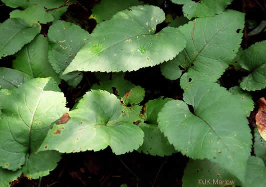 Eurybia macrophylla, Large-leaf Aster, Bigleaf Aster