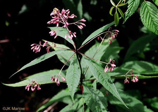 image of Eutrochium maculatum var. maculatum, Spotted Joe-pye-weed
