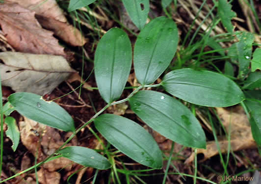 Uvularia puberula, Mountain Bellwort, Appalachian Bellwort, Carolina Bellwort, Coastal Bellwort