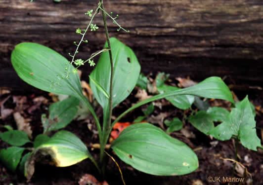 image of Melanthium parviflorum, Mountain Bunchflower, Small-flowered Hellebore, Small False Hellebore, Appalachian Bunchflower