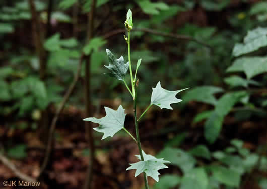 image of Arnoglossum atriplicifolium, Pale Indian Plantain