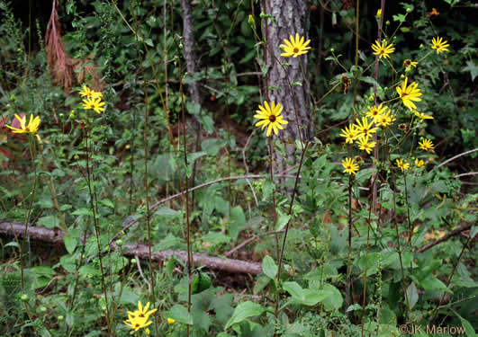 image of Helianthus atrorubens, Purpledisc Sunflower, Hairy Wood Sunflower, Appalachian Sunflower