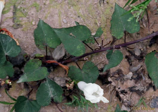 image of Ipomoea pandurata, Manroot, Wild Potato Vine, Man-of-the-earth, Wild Sweet Potato