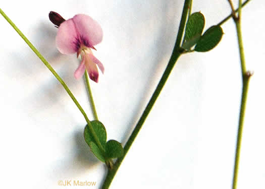 image of Lespedeza repens, Smooth Trailing Lespedeza, Creeping Lespedeza, Creeping Bush-clover