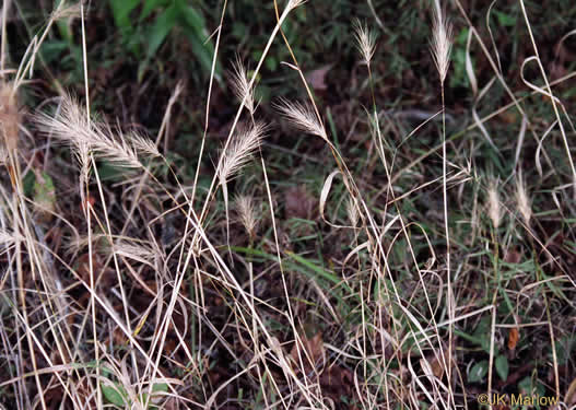 image of Elymus virginicus, Virginia Wild-rye, Common Eastern Wild-rye, Terrell Grass