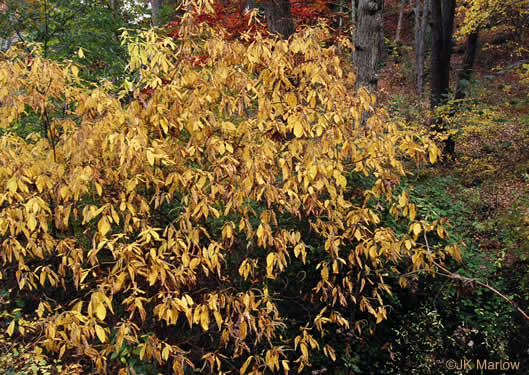 image of Clethra acuminata, Mountain Sweet-pepperbush, Cinnamonbark, Cinnamon Clethra, Mountain White-alder