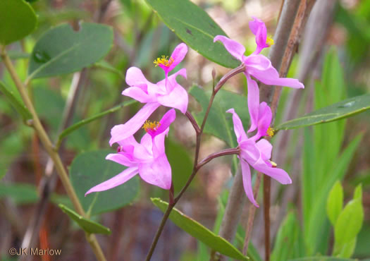 image of Calopogon barbatus, Bearded Grass-pink