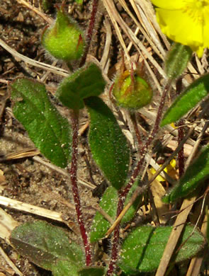 image of Crocanthemum carolinianum, Carolina Sunrose, Carolina Frostweed, Carolina Rockrose