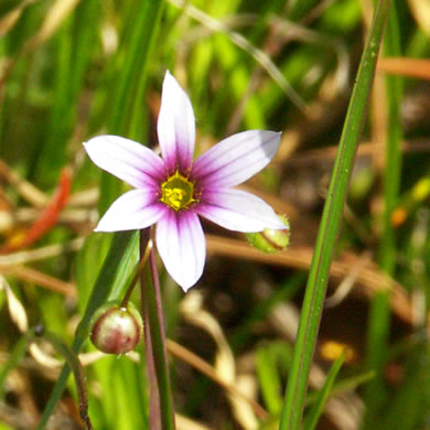 image of Sisyrinchium rosulatum, Annual Blue-eyed Grass, Lawn Blue-eyed Grass
