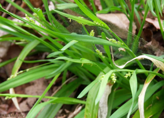 image of Carex laxiflora, Broad Loose-flowered Sedge