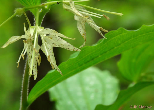 image of Prosartes maculata, Nodding Mandarin, Spotted Mandarin