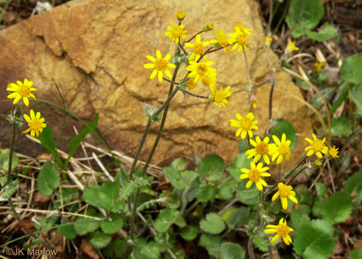 image of Packera serpenticola, Buck Creek Ragwort, Serpentine Ragwort