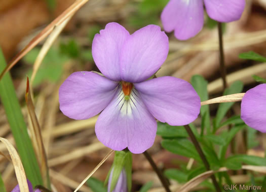image of Viola pedata var. pedata, Common Birdsfoot Violet