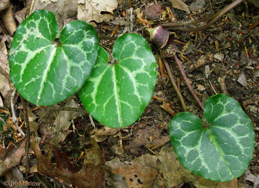 image of Hexastylis heterophylla, Variable-leaf Heartleaf