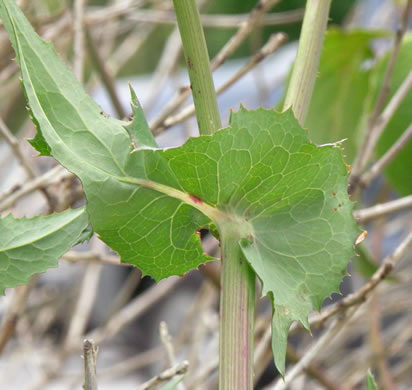 Sonchus oleraceus, Annual Sowthistle, Common Sowthistle