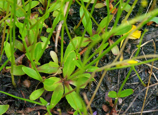 image of Lindernia monticola, Flatrock Pimpernel, Riverbank Pimpernel, False Pimpernel, Piedmont Pimpernel