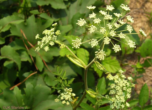 image of Angelica venenosa, Hairy Angelica, Downy Angelica, Deadly Angelica