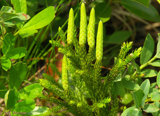 image of Dendrolycopodium dendroideum, Prickly Tree-clubmoss, Round-branch Clubmoss, Tree Ground-pine