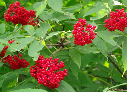image of Sambucus racemosa var. pubens, Red Elderberry, Red-berried Elder, Eastern Red Elderberry