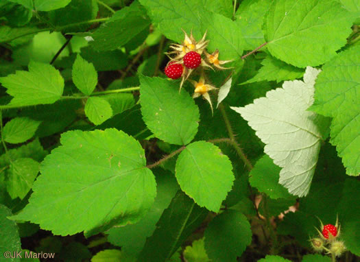 Rubus phoenicolasius, Wineberry, Wine Raspberry