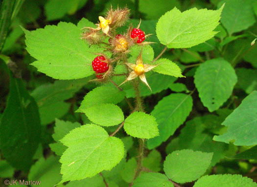 image of Rubus phoenicolasius, Wineberry