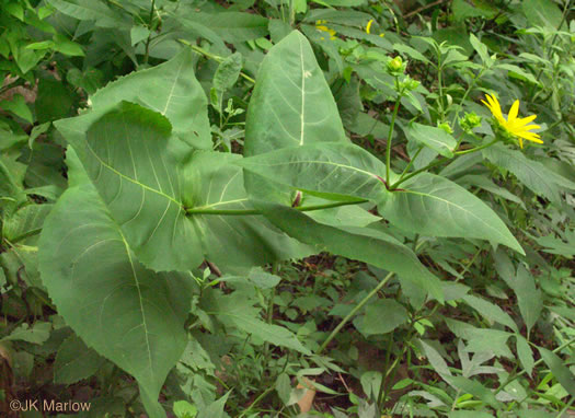 image of Silphium connatum, Virginia Cup-plant