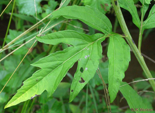 image of Rudbeckia laciniata var. laciniata, Green-headed Coneflower, Common Cutleaf Coneflower, Green Coneflower, Goldenglow