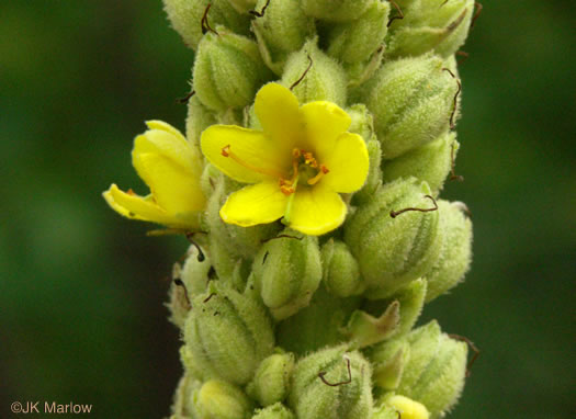 image of Verbascum thapsus ssp. thapsus, Woolly Mullein, Common Mullein, Flannel-plant, Velvet-plant