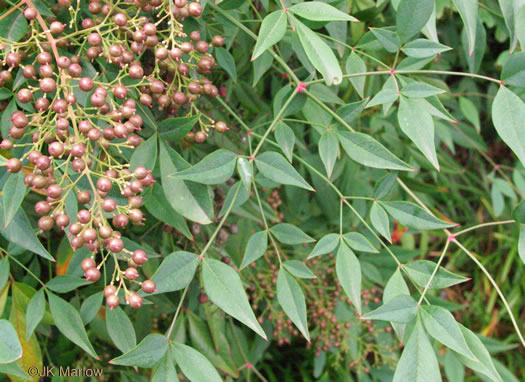 Nandina domestica, Nandina, Heavenly-bamboo, Sacred-bamboo